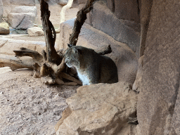 Bobcat at the Desert Hall of Burgers` Zoo