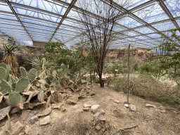 Interior of the Desert Hall of Burgers` Zoo