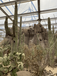 Cactuses at the Desert Hall of Burgers` Zoo
