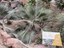 Washingtonia Palm Tree at the Desert Hall of Burgers` Zoo, with explanation