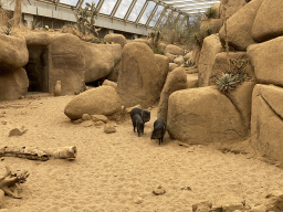 Collared Peccaries at the Desert Hall of Burgers` Zoo