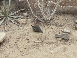 Socorro Dove at the Desert Hall of Burgers` Zoo