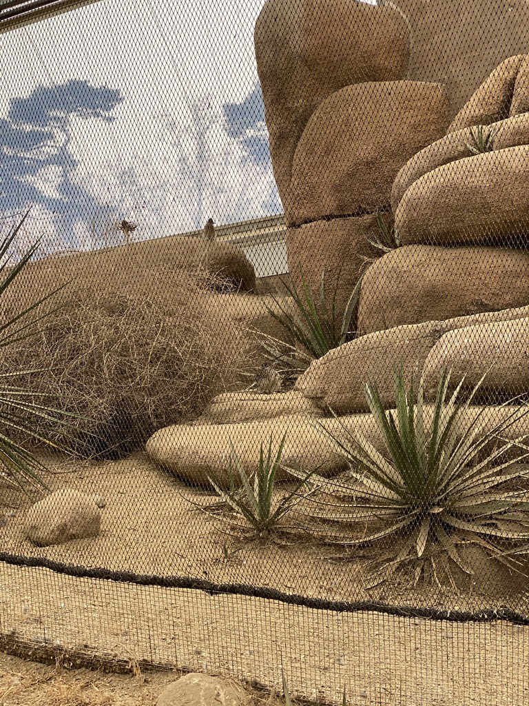 Greater Roadrunners at the Desert Hall of Burgers` Zoo