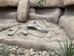 Scale model of Tyrannosaurus Rex fossils at the Desert Hall of Burgers` Zoo