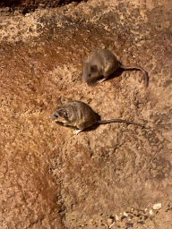 Mice at the Desert Hall of Burgers` Zoo