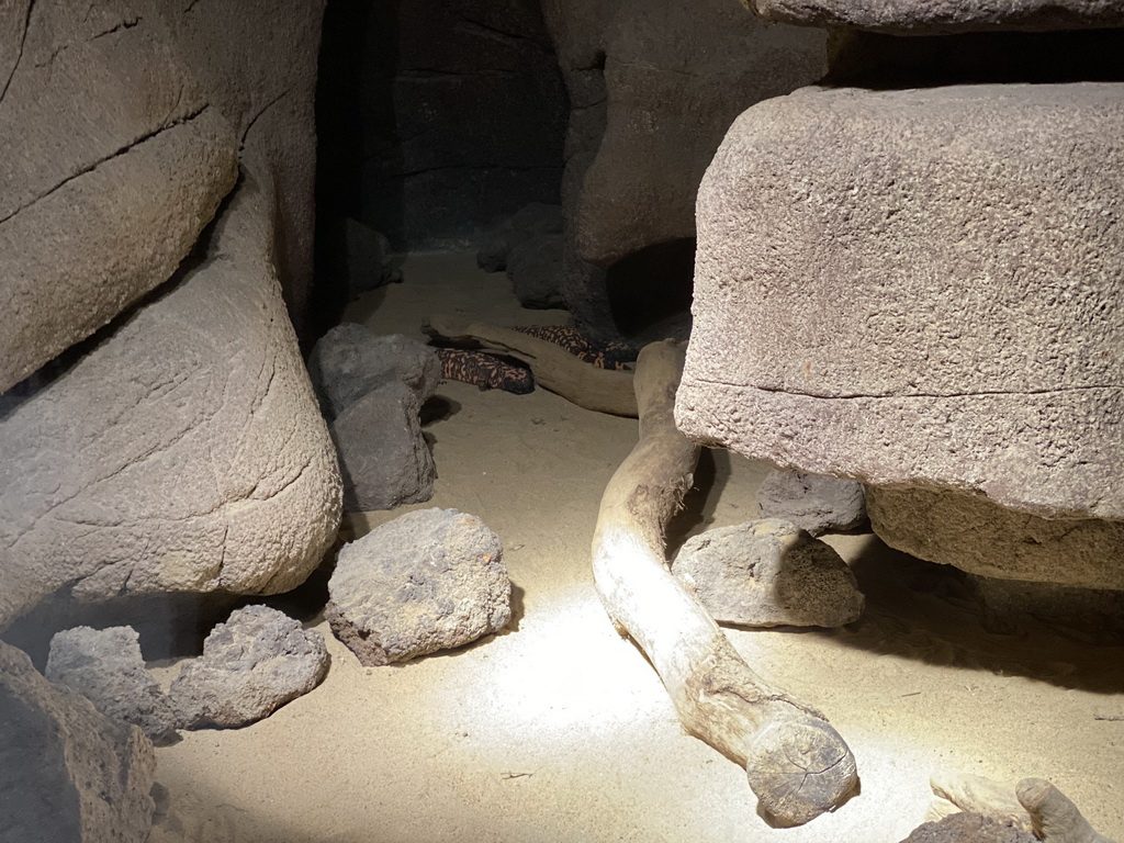 Gila Monsters at the Desert Hall of Burgers` Zoo