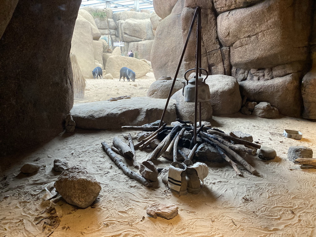 Red Diamond Rattlesnakes and Collared Peccaries at the Desert Hall of Burgers` Zoo