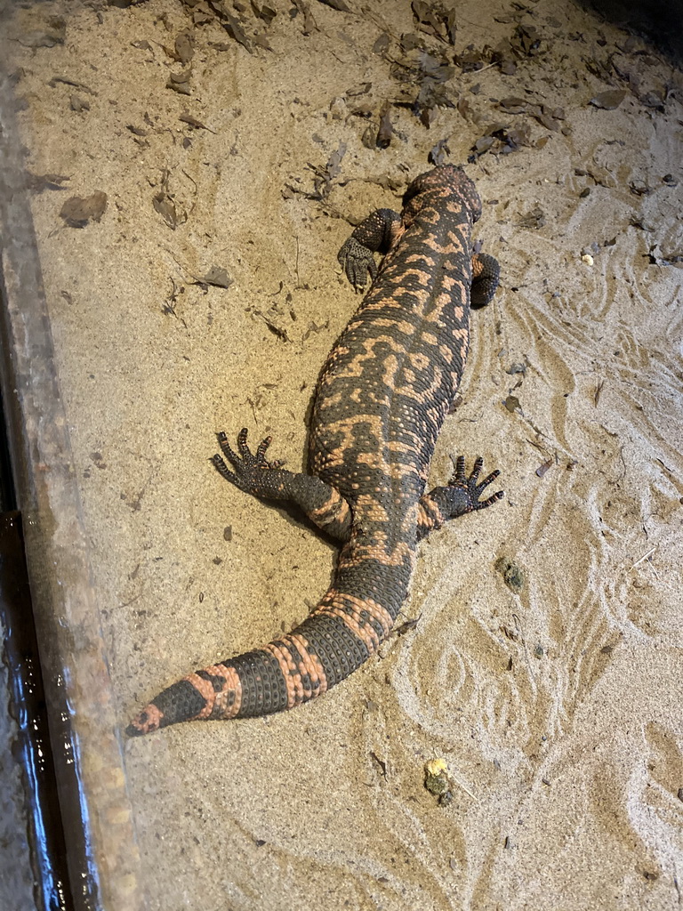 Gila Monster at the Desert Hall of Burgers` Zoo