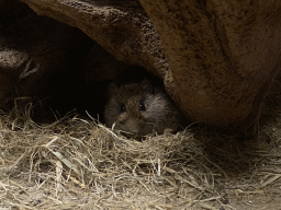 Hispid Cotton Rat in the tunnel from the Desert Hall to the Bush Hall of Burgers` Zoo