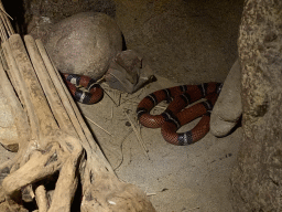 Milk Snakes in the tunnel from the Desert Hall to the Bush Hall of Burgers` Zoo
