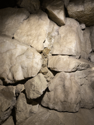 Gold vein in the tunnel from the Desert Hall to the Bush Hall of Burgers` Zoo