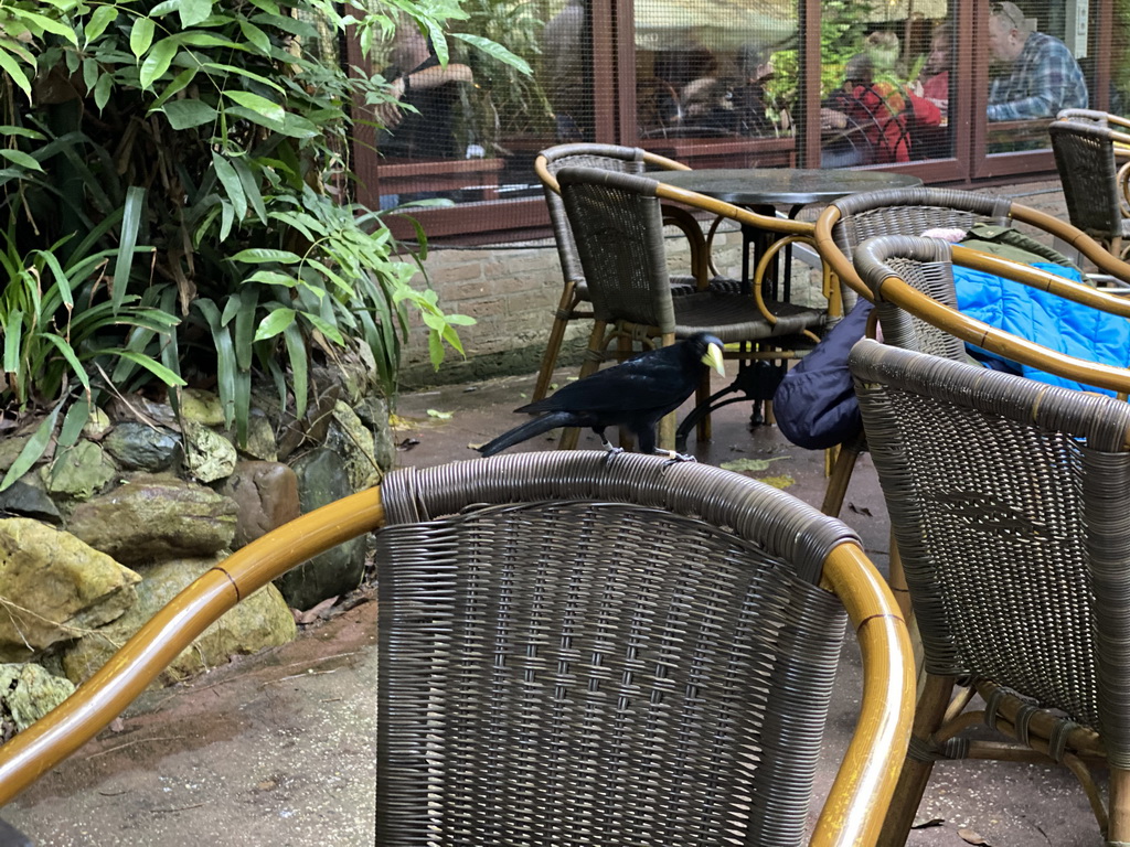 Bird at the terrace of the Bush Restaurant at the Bush Hall of Burgers` Zoo