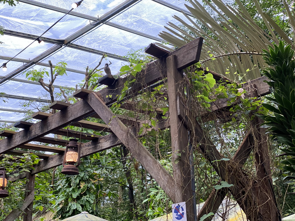 Bird above the terrace of the Bush Restaurant at the Bush Hall of Burgers` Zoo