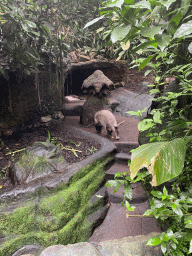 Aardvark at the Bush Hall of Burgers` Zoo