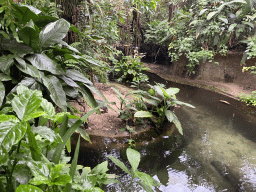 Broad-snouted Caiman at the Bush Hall of Burgers` Zoo