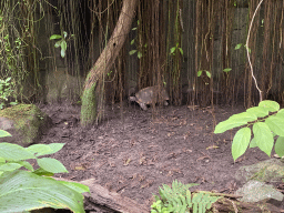 Turtle at the Bush Hall of Burgers` Zoo