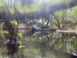 Pond at the Bush Hall of Burgers` Zoo