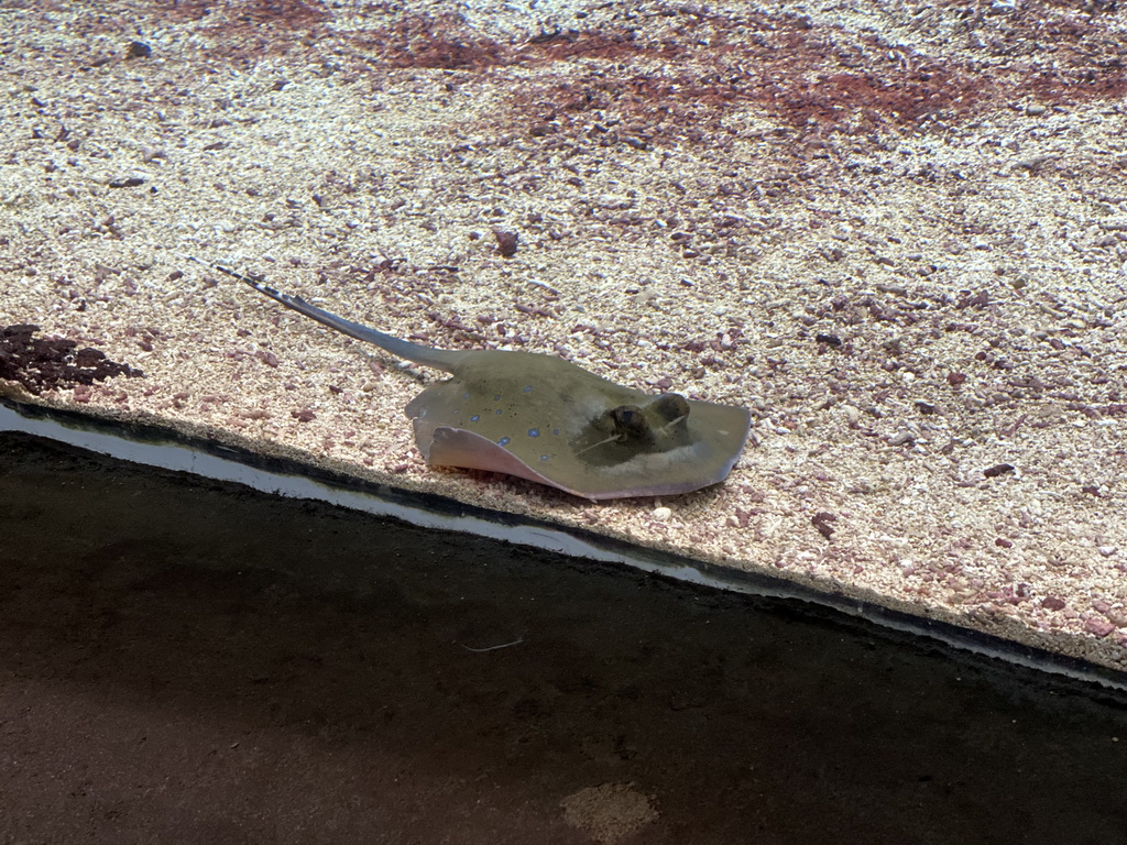 Stingray at the Ocean Hall of Burgers` Zoo