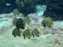Fishes at the Ocean Hall of Burgers` Zoo