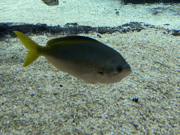 Fish at the Ocean Hall of Burgers` Zoo