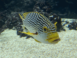 Fish at the Ocean Hall of Burgers` Zoo