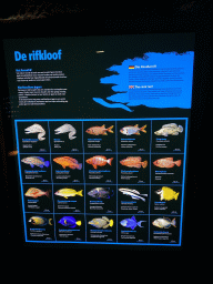Information on the fish species at the Coral Reef area of the Ocean Hall of Burgers` Zoo