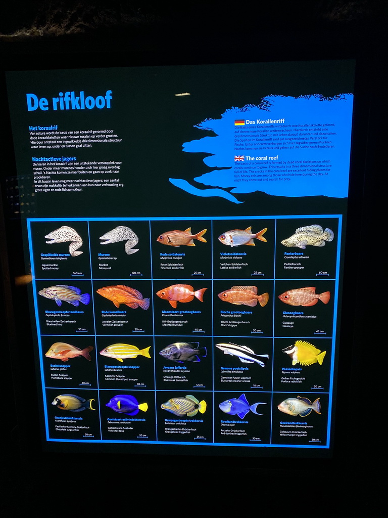 Information on the fish species at the Coral Reef area of the Ocean Hall of Burgers` Zoo