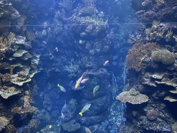 Fishes and coral at the Coral Reef area of the Ocean Hall of Burgers` Zoo