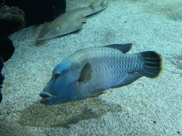 Shark and other fish at the Ocean Hall of Burgers` Zoo