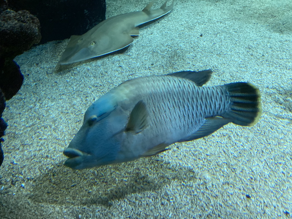 Shark and other fish at the Ocean Hall of Burgers` Zoo