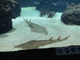 Sharks at the Ocean Hall of Burgers` Zoo