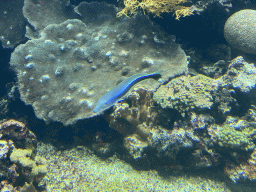 Fish and coral at the Ocean Hall of Burgers` Zoo