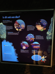 Information on sea animals at the Ocean Hall of Burgers` Zoo