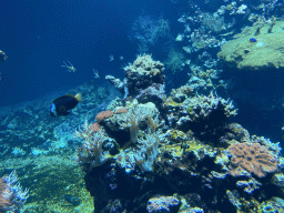 Fishes and coral at the Coral Reef area of the Ocean Hall of Burgers` Zoo