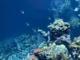 Fishes and coral at the Coral Reef area of the Ocean Hall of Burgers` Zoo