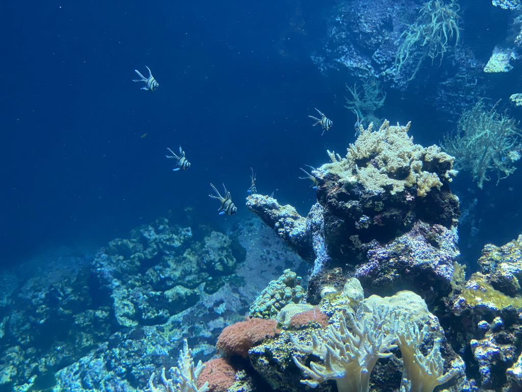 Fishes and coral at the Coral Reef area of the Ocean Hall of Burgers` Zoo