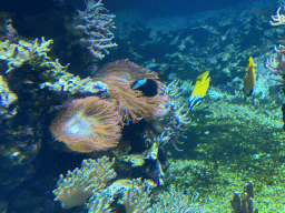 Fishes and coral at the Coral Reef area of the Ocean Hall of Burgers` Zoo