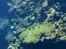 Fishes and coral at the Coral Reef area of the Ocean Hall of Burgers` Zoo