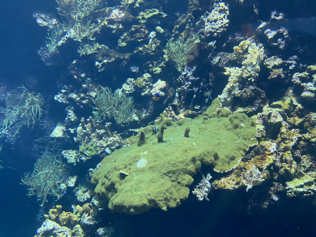 Fishes and coral at the Coral Reef area of the Ocean Hall of Burgers` Zoo