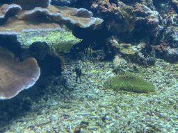 Fishes and coral at the Coral Reef area of the Ocean Hall of Burgers` Zoo