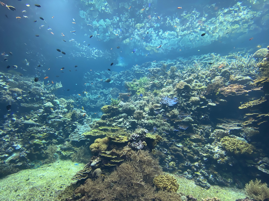 Fishes and coral at the Coral Reef area of the Ocean Hall of Burgers` Zoo