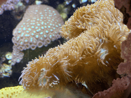 Sea Anemones at the Coral Reef area of the Ocean Hall of Burgers` Zoo