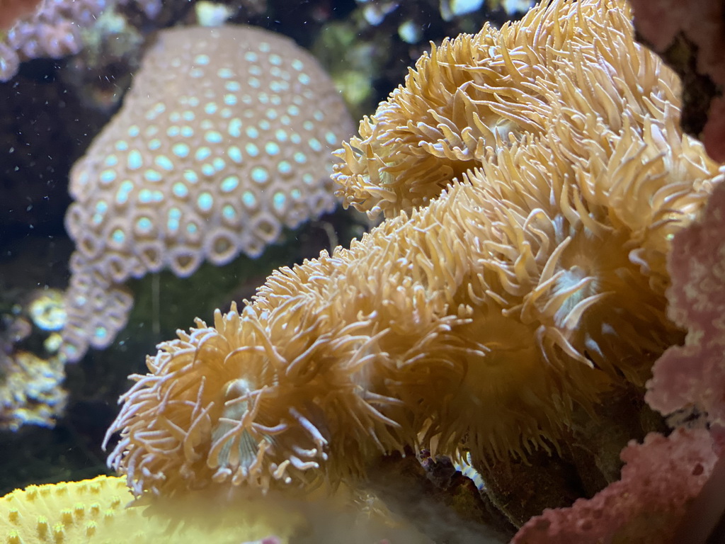 Sea Anemones at the Coral Reef area of the Ocean Hall of Burgers` Zoo