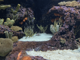 Lionfish and coral at the Coral Reef area of the Ocean Hall of Burgers` Zoo