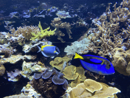 Blue Tang, other fish and coral at the Coral reef area at the Ocean Hall of Burgers` Zoo