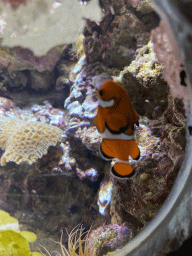 Clownfish at the Coral Reef area of the Ocean Hall of Burgers` Zoo