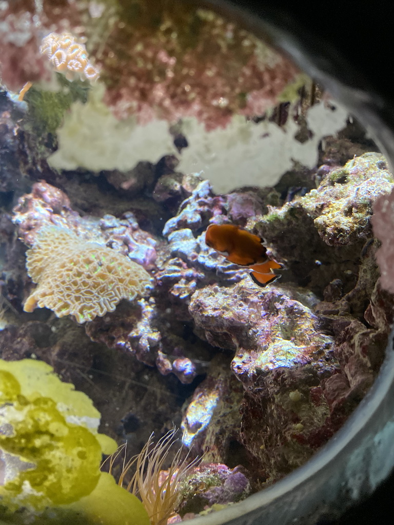 Clownfish at the Coral Reef area of the Ocean Hall of Burgers` Zoo