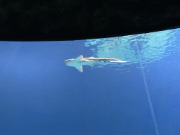 Leopard Shark at the Ocean Hall of Burgers` Zoo
