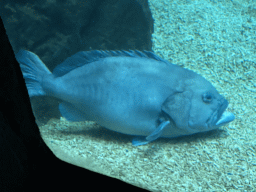 Fish at the Ocean Hall of Burgers` Zoo