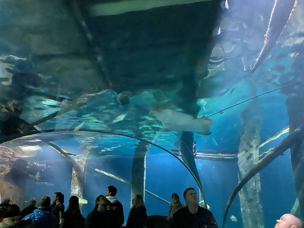 Stingray at the underwater tunnel at the Ocean Hall of Burgers` Zoo